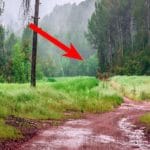 Tiere, die auf einem Naturweg mitten im Wald umgeben von Tannen und Wiese stehen sind mit einem roten Pfeil markiert