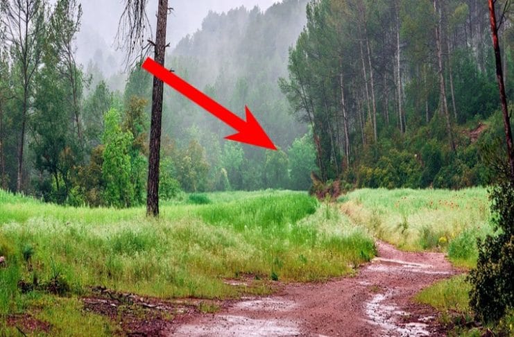 Tiere, die auf einem Naturweg mitten im Wald umgeben von Tannen und Wiese stehen sind mit einem roten Pfeil markiert