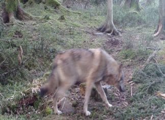 Wolf auf Wildtierkamera fotografiert.