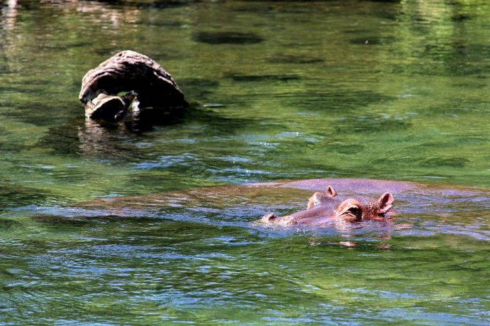 Flusspferde im Karlsruher Zoo.