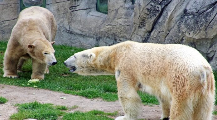 Zwei Eisbären stehen sich im Eisbären-Gehege gegenüber.