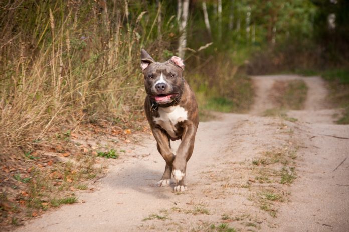 Kampfhund auf einem Weg.