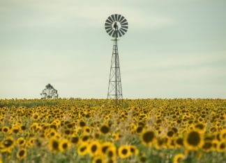Sonnenblumenfeld an einem Sommertag in Deutschland