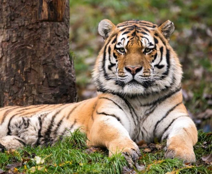 Ein Tiger liegt ruhig auf einer Grünfläche und blickt ins Weite