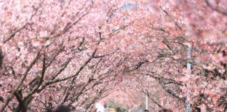 Kirschblüten blühen im Frühling mit vielen Menschen