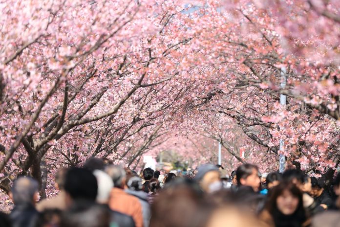 Kirschblüten blühen im Frühling mit vielen Menschen
