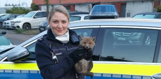 Polizistin befreit kleinen süßen Fuchs