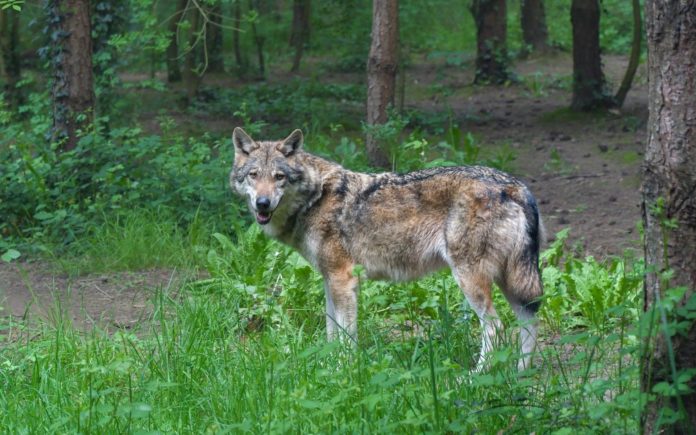 Wolf im Wald.