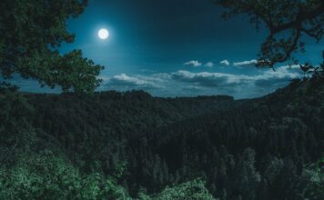 Wald nachts mit Vollmond