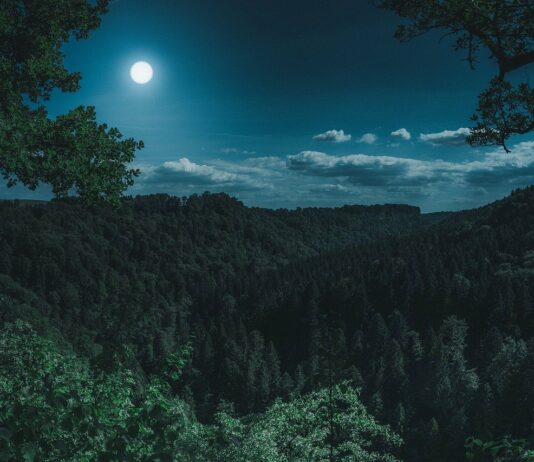 Wald nachts mit Vollmond
