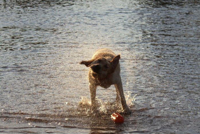 Hund am Fluss