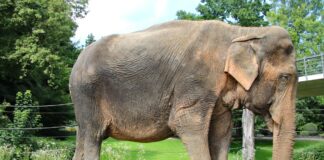 Elefant Nanda ist gestorben