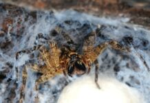 Nosferatu-Spinne in ihrem Netz