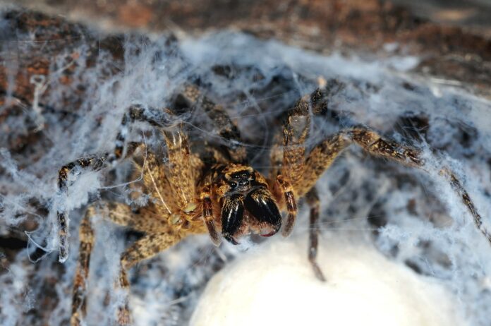 Nosferatu-Spinne in ihrem Netz