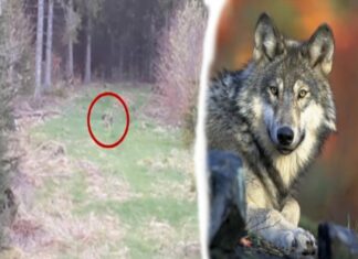 Wolfsichtung im Wald