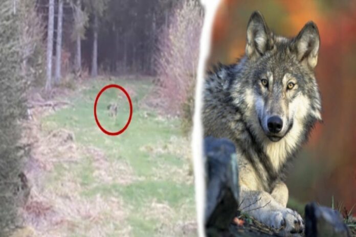 Wolfsichtung im Wald
