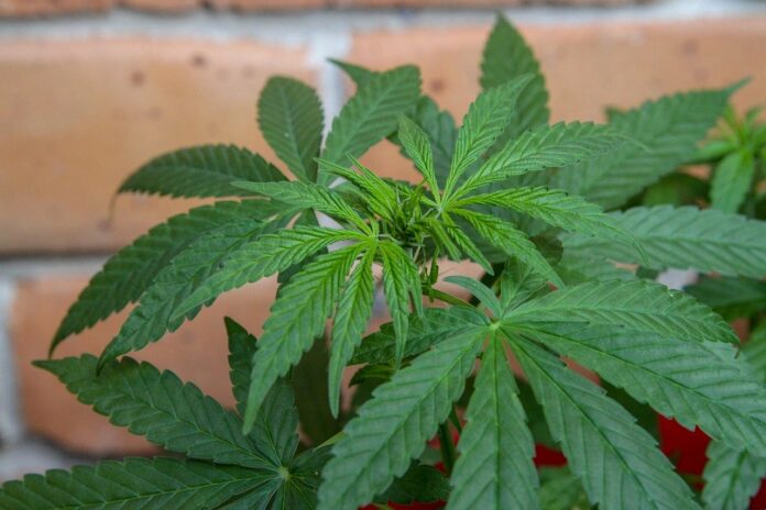 Marihuana Pflanze