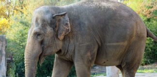 Elefantendame Saida im Karlsruher Zoo
