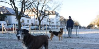Erste Hundewiese in Karlsruhe