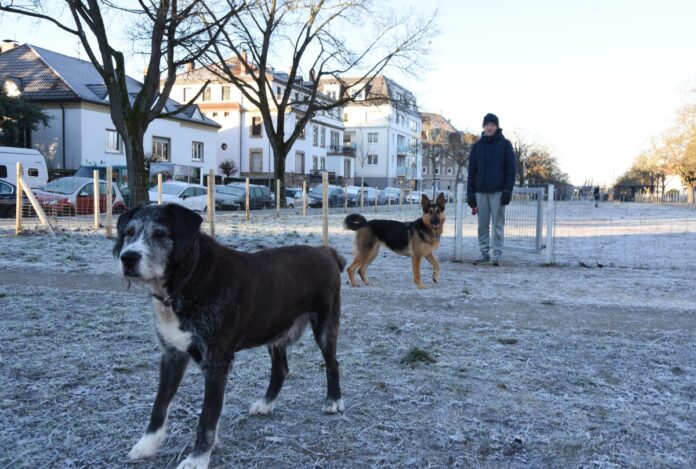 Erste Hundewiese in Karlsruhe