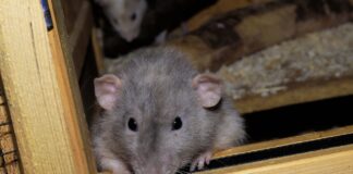Eine Ratte sitzt in einem Holzregal