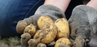 Frisch ausgegrabene Kartoffeln