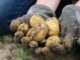 Frisch ausgegrabene Kartoffeln