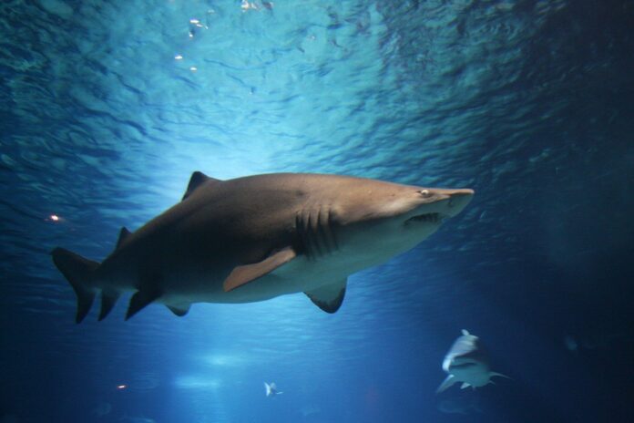 Hai Shark Fisch Aquarium Meer
