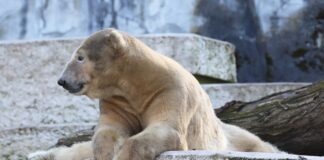 Eisbär im Karlsruher Zoo