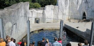 Besucher bestaunen Tier im Zoo