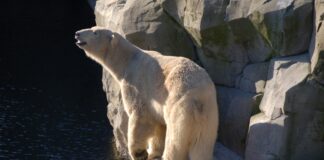 Karlsruhe bekommt einen neuen Eisbären