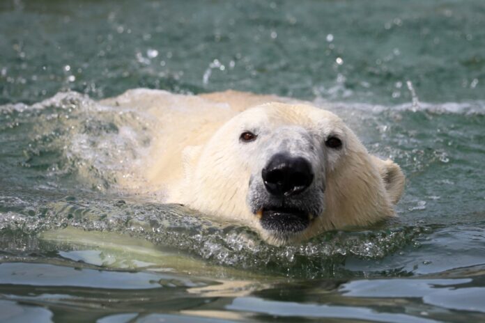Neuer Eisbär im Karlsruher Zoo