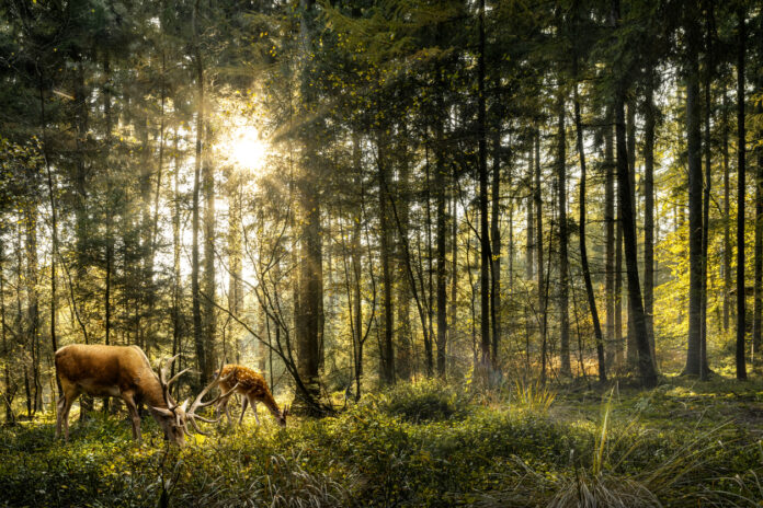 Tiere im Wald