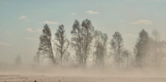 Sandsturm bewegt sich auf Bäume zu.