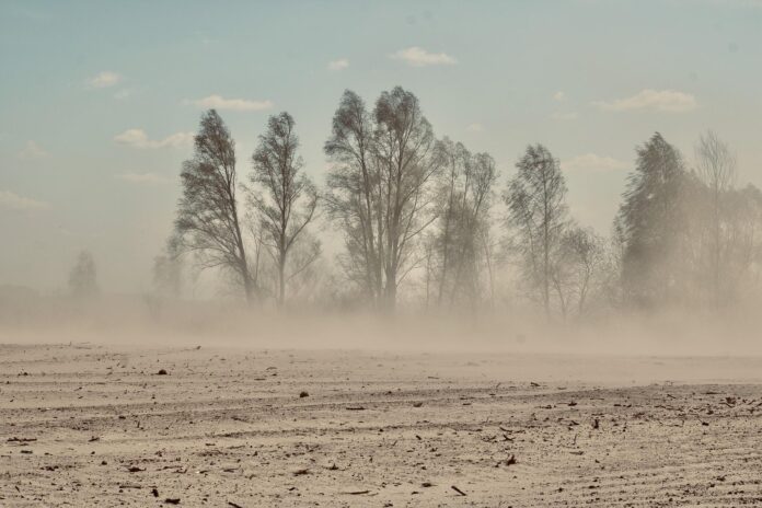 Sandsturm bewegt sich auf Bäume zu.