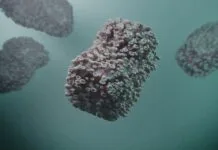 Neue Virus-Welle in Deutschland – Variante verbreitet sich rasant Affenpocken vergrößert als Darstellung. Das Virus breitet sich rasend schnell aus und mit dabei die neue Variante, gegen die es auch eine Grippe-Impfung gibt.