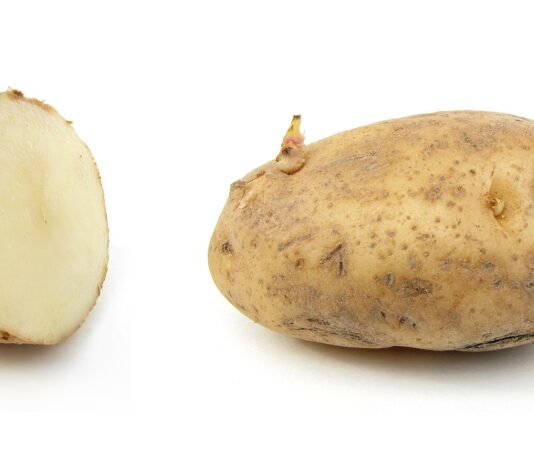 Keimende Kartoffel