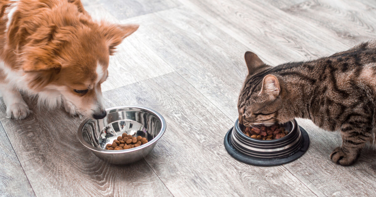 F-rs-Klima-Immer-mehr-f-ttern-Hund-und-Katze-nur-noch-vegan