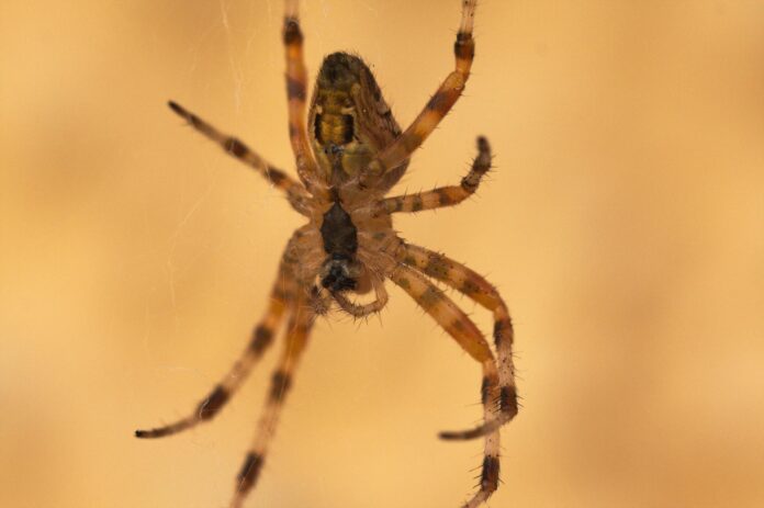 Spinne in ihrem Netz.