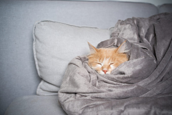 Eine Katze in einer Decke.