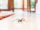 Spinne krabbelt in Wohnung