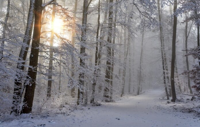 Winterlandschaft im Wald.