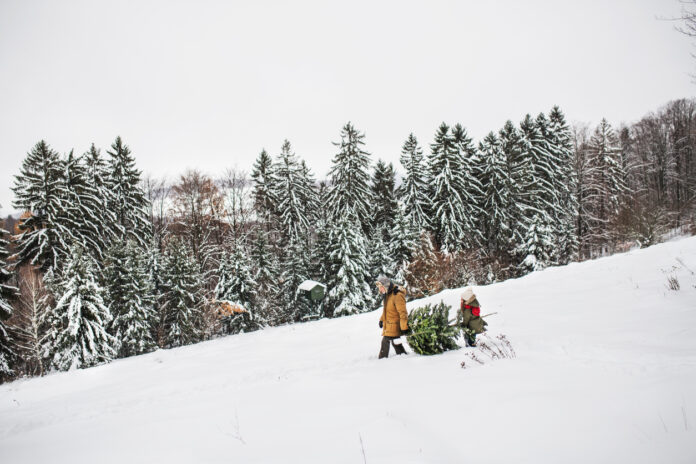 Weihnachtsbaum abholen bei Schnee