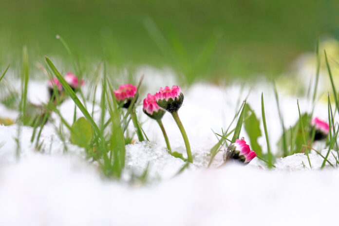 Gänseblümchen im Schnee.