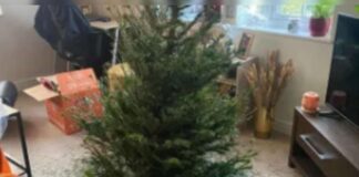 Weihnachtsbaum von Aldi zerfällt
