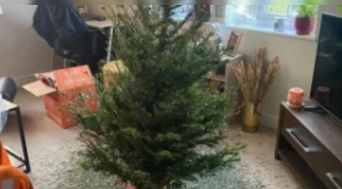 Weihnachtsbaum von Aldi zerfällt