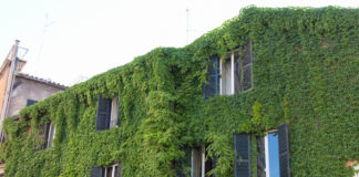 Eine komplett grün bepflanzte Gebäudefassade.