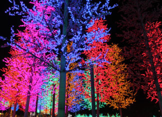 Ein Wald mit bunt beleuchteten Bäumen. Der Christmas Garden findet in Karlsruhe auf dem Gelände des Zoos statt – hier können die Besucher verschiedene Lichter und Lightshows anschauen, wenn sie dem Rundweg folgen.