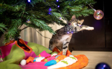 Katze hängt im Weihnachtsbaum.