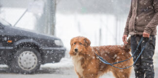Eine Frau macht bei Schnee einen Spaziergang mit dem Hund.
